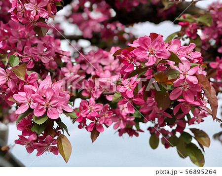 pink apple flowers on tree pink apple flowers on tree 56895264