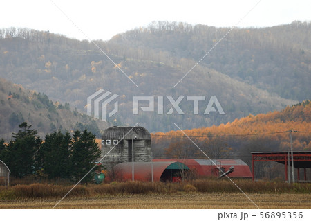 北海道　オホーツク地方　牧場のある風景 56895356