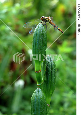 オオウバユリの若い実に止まるアカトンボ　福島県只見町 56895544