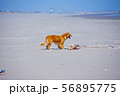 ゴールデンレトリバーと海 56895775