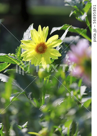 黄色いダリアの花 黄色いダリアの花 56895801