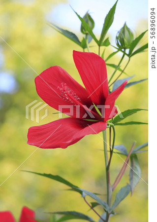 赤いアメリカフヨウ 赤いアメリカフヨウ 56896094