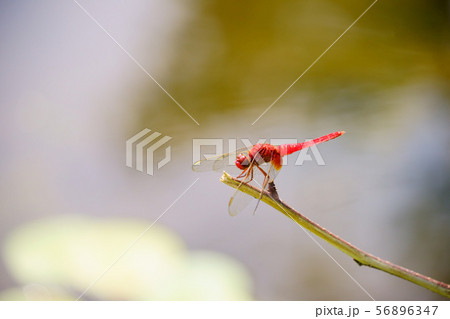 水辺のアカトンボ８ 56896347