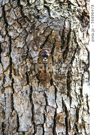 日本の横浜都市景観　街中のセミ＝横浜市内 56896478