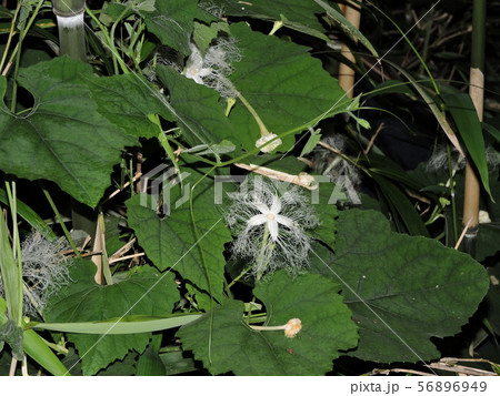 可憐に咲くカラスウリの花の写真素材