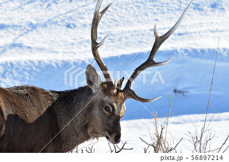 立派な角だね 56897214