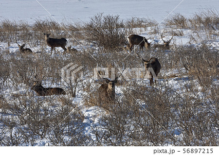 シカたちの休息 シカたちの休息 56897215