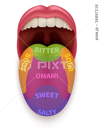 Realistic tongue with basic taste areas. Tasting map in human mouth sweet, salty, sour, bitter and 56897216