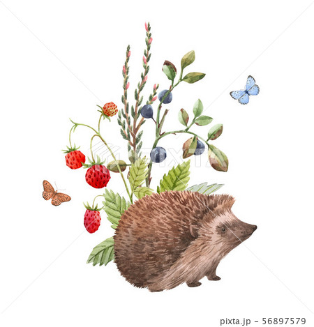Watercolor Hedgehog Illustration Stock Illustration