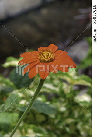 チトニアの花の写真素材