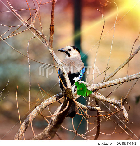 Eurasian jay sitting on a branch 56898461