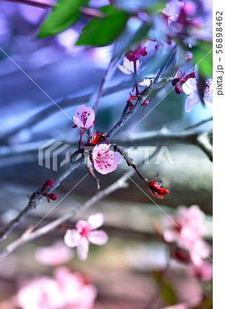 Japanese plum flowers and ladybug 56898462