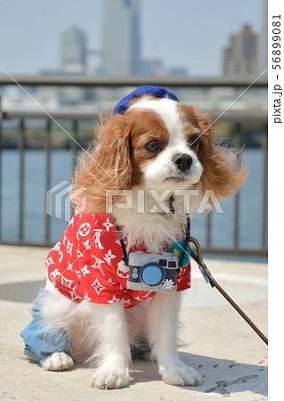 キャバリア 56899081