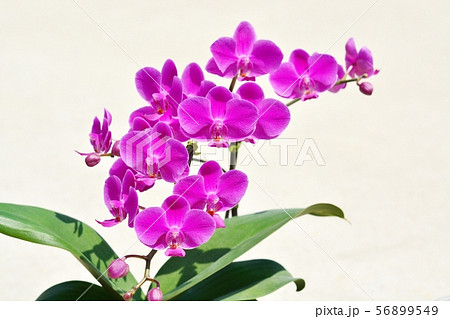 胡蝶蘭 胡蝶蘭 56899549