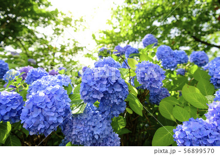 雨上がりのアジサイ 雨上がりのアジサイ 56899570