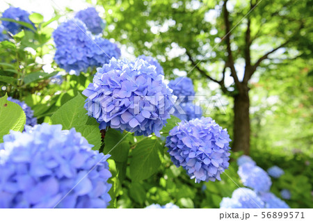 雨上がりのアジサイの写真素材