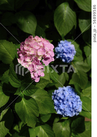 雨上がりのアジサイ 雨上がりのアジサイ 56899586