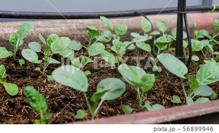 Young organic Bok choy for healthy food concept. Young organic Bok choy for healthy food concept. 56899946