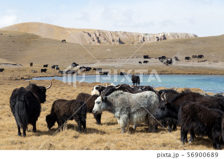Grazing Yaks at Tulpar Lake in South Kyrgyzstan Grazing Yaks at Tulpar Lake in South Kyrgyzstan 56900689