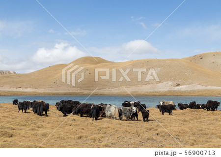 Grazing Yaks at Tulpar Lake in South Kyrgyzstan 56900713