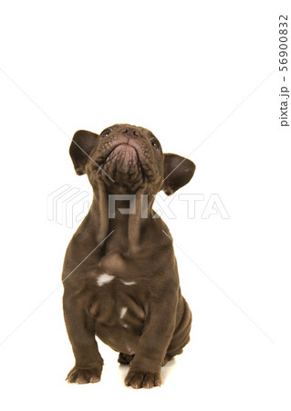 Sitting old english bulldog puppy looking up 56900832