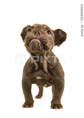 Standing adorable old english bulldog puppy Standing adorable old english bulldog puppy 56900834