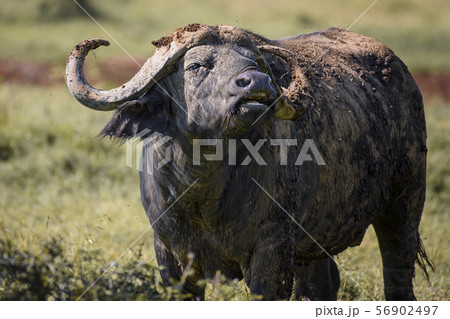 African buffalo in Lake Nakura National Park ,Kenya. 56902497