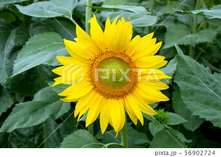 Sunflower On A Meadow With Overcast Sky 56902724