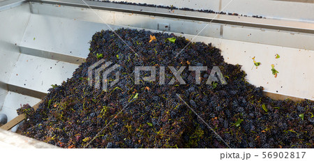 Blue grapes in crusher machine in winery 56902817