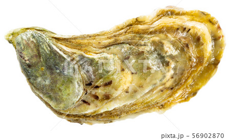 Image of tasty raw closed oysters on white background Image of tasty raw closed oysters on white background 56902870