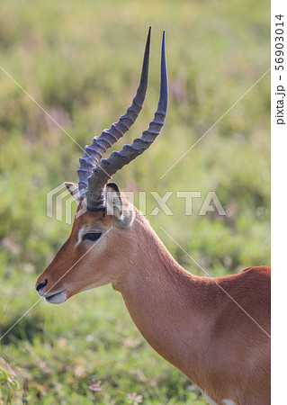 Impala male portrait close-up in Lake Nakuru National Park ,Kenya. 56903014