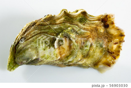 Image of tasty raw closed oysters on white background Image of tasty raw closed oysters on white background 56903030
