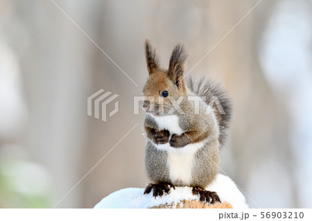 そうだ！ 56903210