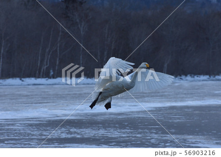 アイスバーンランディング アイスバーンランディング 56903216