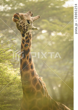 Rotschild's giraffes (Camelopardis Rotschildi) in Lake Nakuru National Park, Kenya 56903254