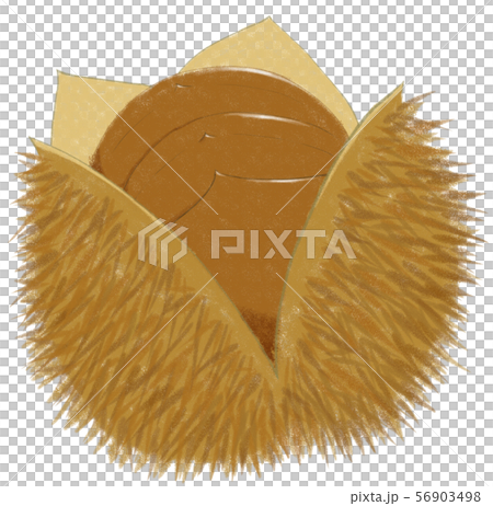 Chestnut Chestnut 56903498