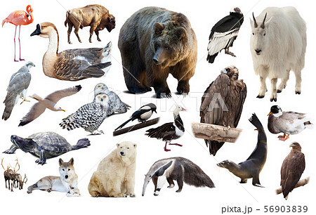 american animals isolated on white 56903839