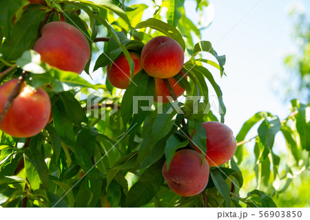 Peaches on trees Peaches on trees 56903850