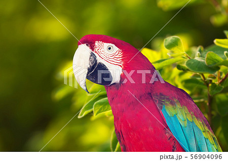 Portrait of Macaw papagay 56904096