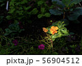 希望 56904512