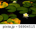花 56904515
