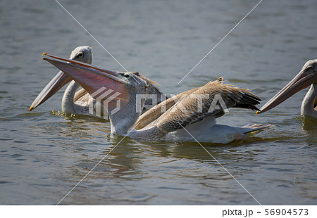 Great white pelican (Pelecanus onocrotalus), Lake Naivasha, Kenya. 56904573