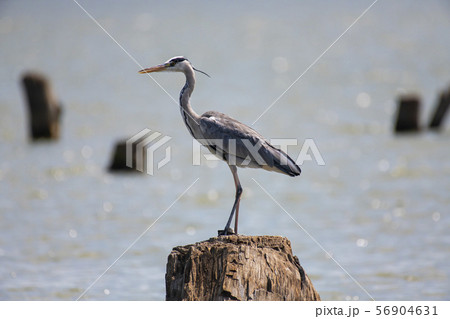 Grey Heron in Lake Naivasha ,Kenya. Grey Heron in Lake Naivasha ,Kenya. 56904631