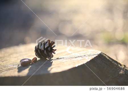 まつぼっくり 56904686