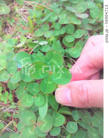四つ葉のクローバー 56904713