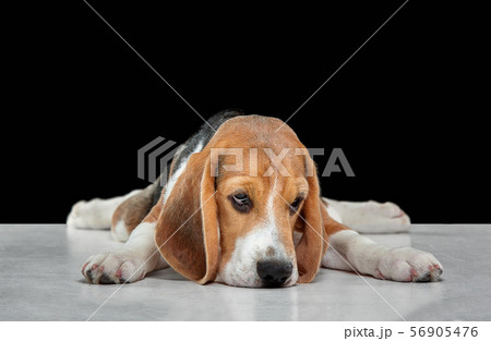 Studio shot of beagle puppy on black studio background Studio shot of beagle puppy on black studio background 56905476
