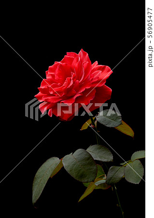 薔薇 薔薇 56905477