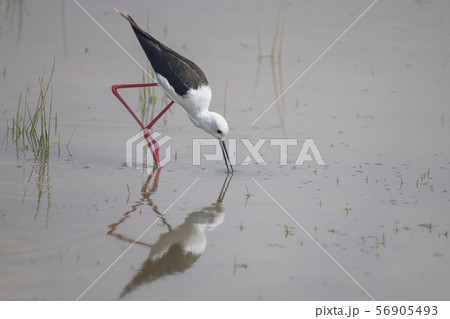 Black winged stilt feeding in Amboseli National Park ,Kenya. 56905493