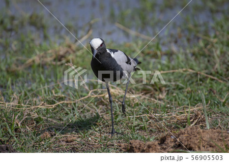 Blacksmith Plover feeding in Amboseli National Park ,Kenya. 56905503