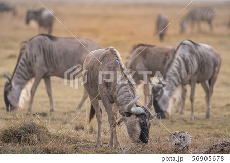 Wildebeests in Amboseli National Park ,Kenya. 56905678